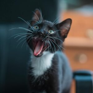 cat-4 cat-4