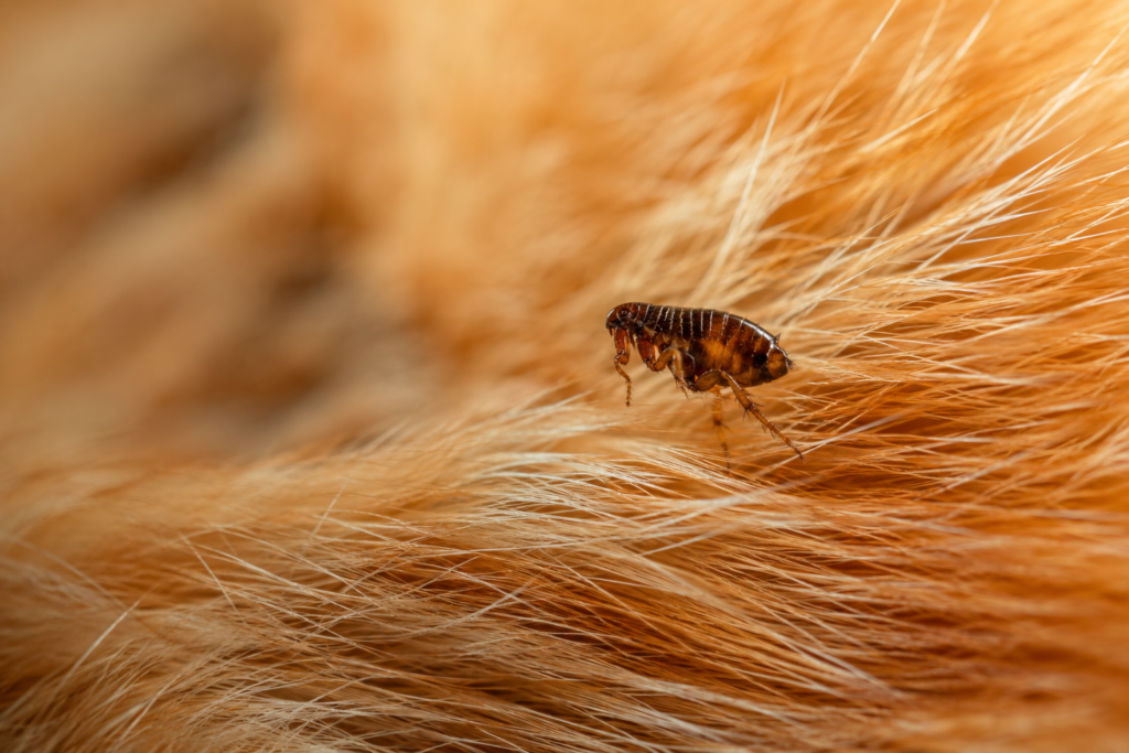 Close-up of a cat flea crawling through a domestic cat's fur